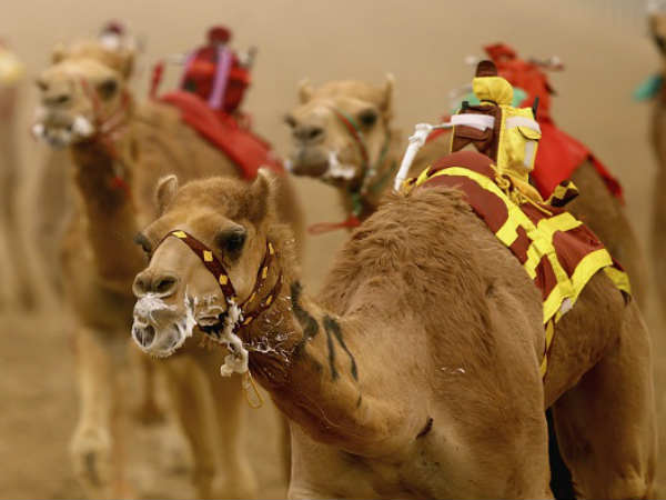  ഇന്ത്യയിലെ ഒട്ടകസേന