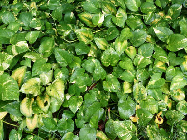 മണിപ്ലാന്റ് സൂക്ഷിച്ചാൽ 