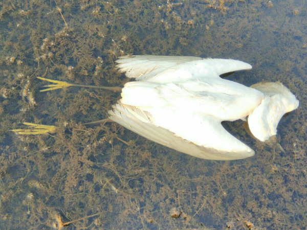bird dead