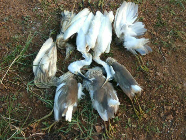 kerala bird