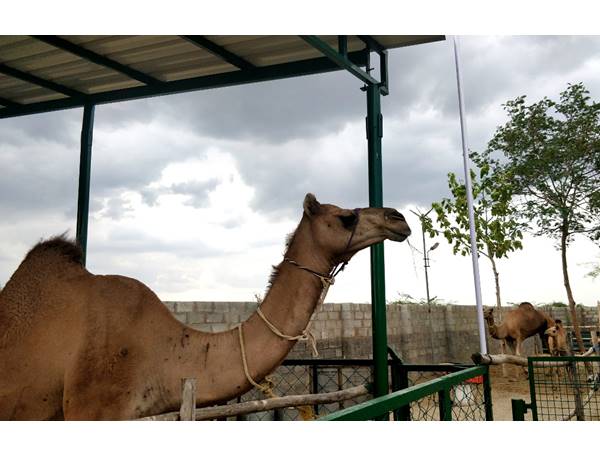 വിഭവസമൃദ്ധമായ തീം റെസ്റ്റോറന്റ് 