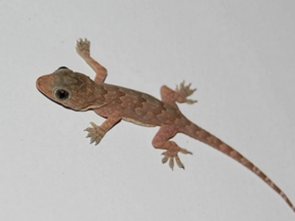 തലയില്‍ പല്ലി വീണാൽ