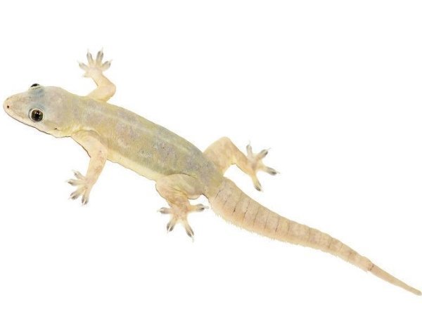 കയ്യിലും കാലിലും പല്ലി വീണാൽ 