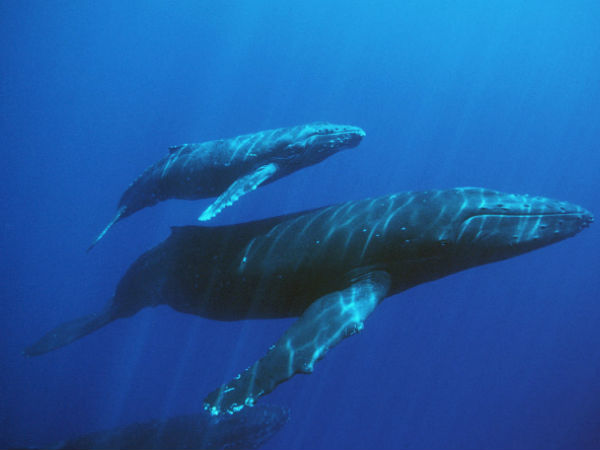 ഭക്ഷണം ശുദ്ധജന മത്സ്യങ്ങൾ