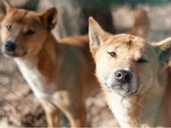 നായിക്കളുടെ ഓരിയിടല്‍ 