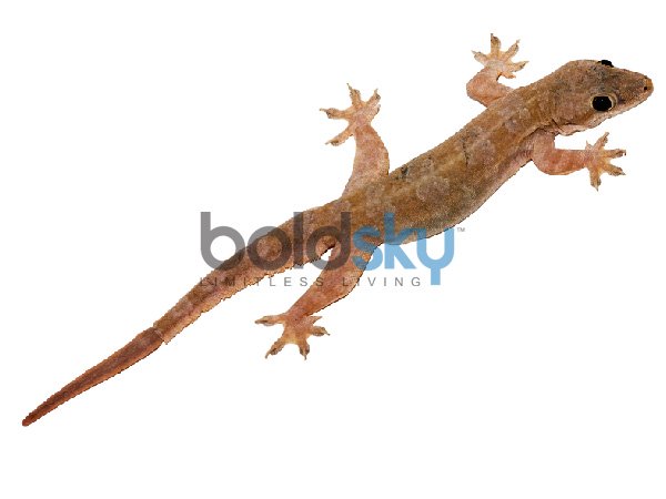 പുരുഷന്മാര്‍ക്ക് മേല്‍ പല്ലിവീണാൽ 