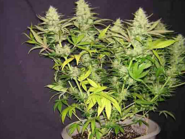 ജാമ്യമില്ലാ വകുപ്പ് പ്രകാരം കേസ്