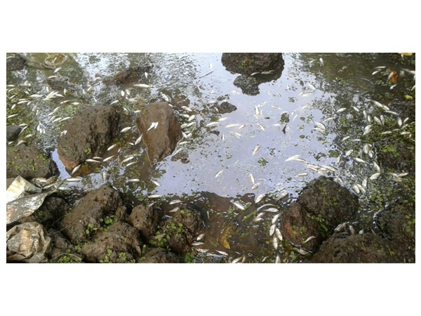 fish fish