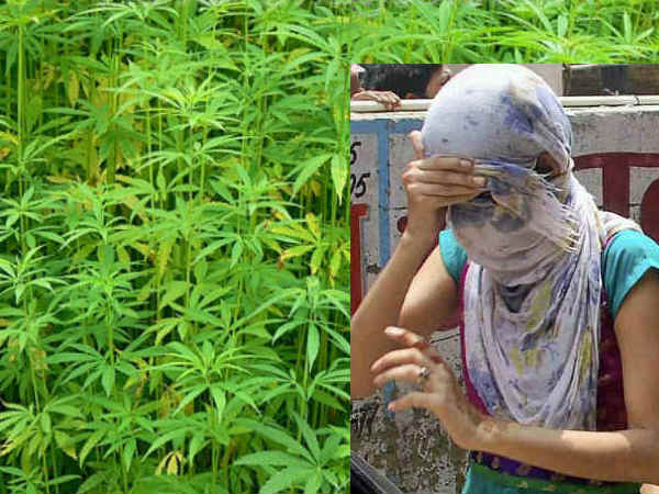 മട്ടുപ്പാവിലെ കഞ്ചാവ് കൃഷി