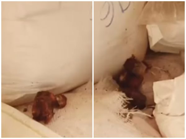 നികുതി വെട്ടിപ്പും