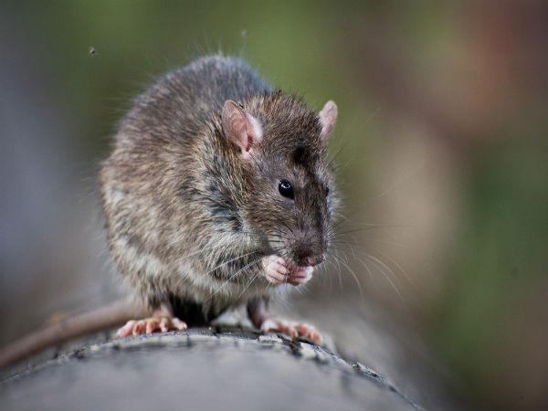  കടിയേറ്റത്...