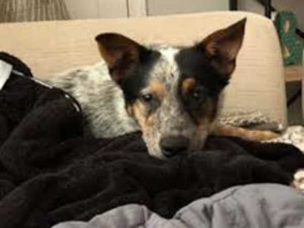 മാക്‌സി താരമായി....