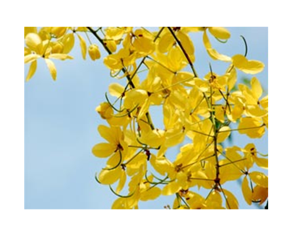  കണിക്കൊന്ന ...