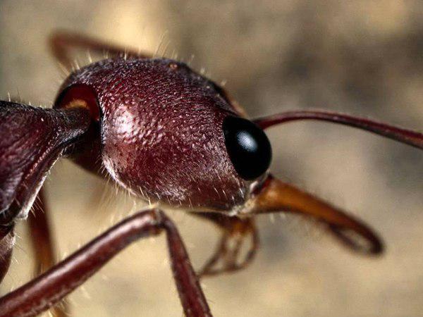 ആളെക്കൊല്ലി ബുൾഡോഗ്