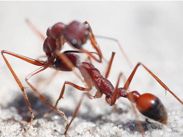 സാംസം ഉറുമ്പ്