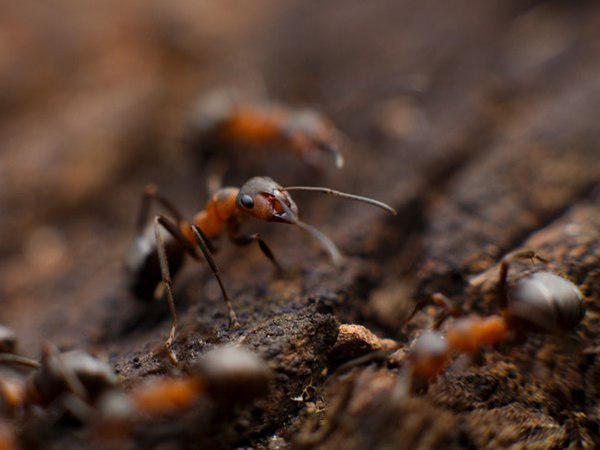 മൃഗങ്ങളെയും വെറുതെ വിടില്ല