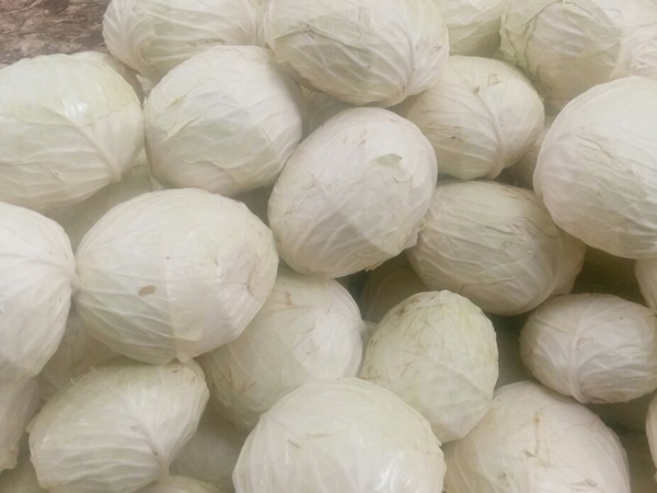 cabbage2