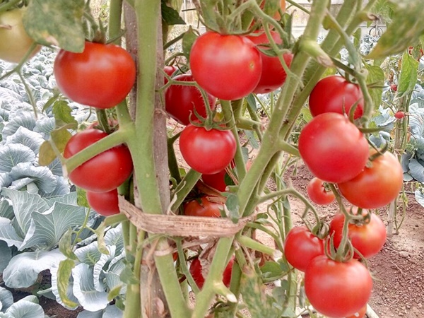 tomato
