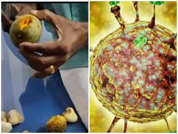 വവ്വാൽ കടിച്ച പഴം കഴിച്ച് വീഡിയോ