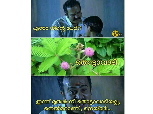 തൊട്ടാവാടി തൊട്ടാവാടി