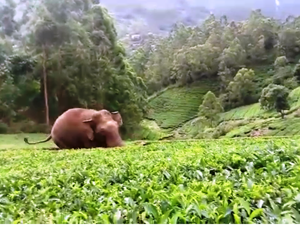 Elephant