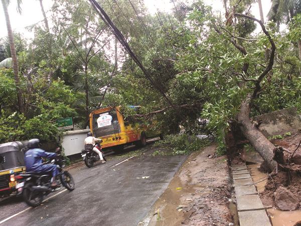 ചാലക്കുടിയില്‍ കാര്‍ഷിക വിളകള്‍ നശിച്ചു