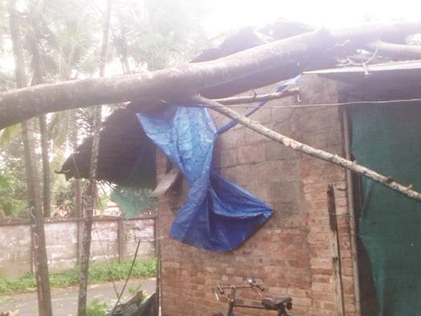  മരം കടപുഴകി വീണു 