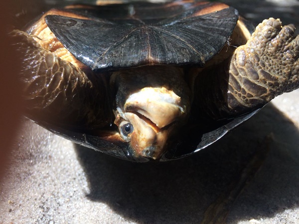 tortoises tortoises