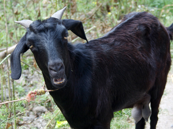 സന്ദേശം