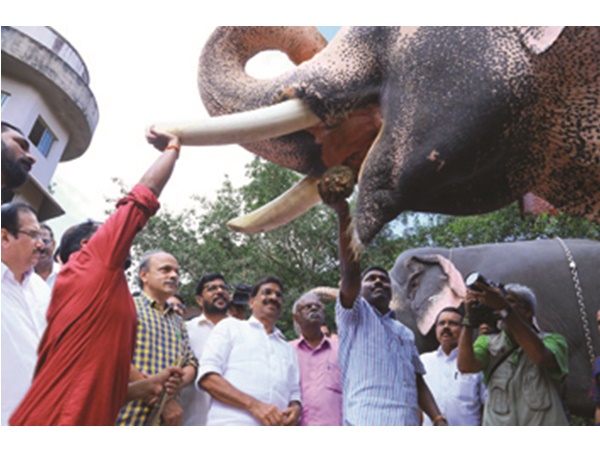 തലയെടുപ്പുള്ള കൊമ്പന്മാര്‍ മദപ്പാടില്‍