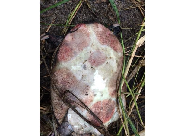 പരിശോധനയില്‍ ഫലം കണ്ടെത്താനായില്ല