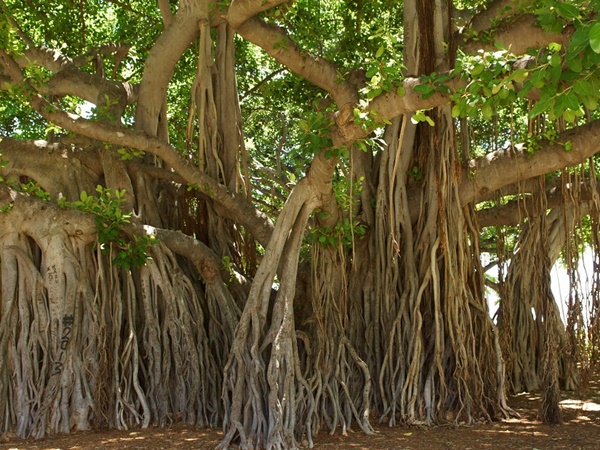 ആല്‍വൃക്ഷ പ്രദക്ഷിണ സമയത്ത് ചൊല്ലുന്ന മന്ത്രം