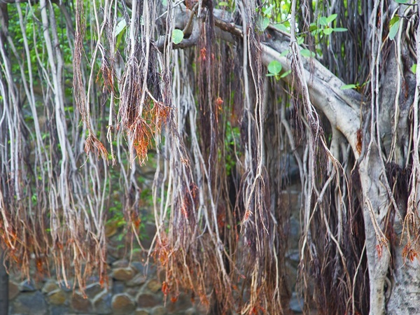 വൃക്ഷരാജൻ