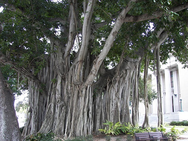 വട സാവിത്രി വ്രതം