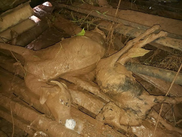 നഷ്ടം വലുതാണ്