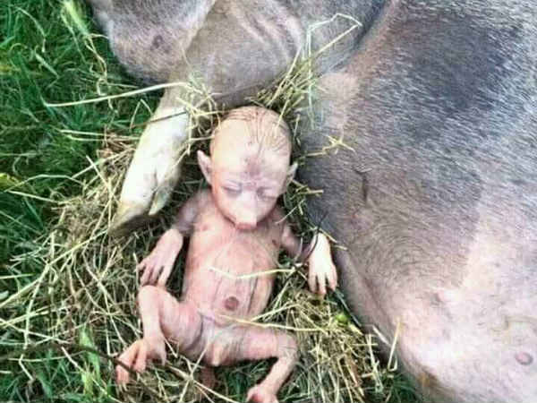 കുബുദ്ധികള്‍ ചെയ്തത്