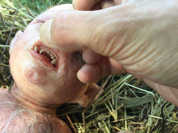 സിലിക്കണും റബ്ബറും