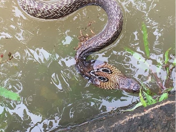 35 പാമ്പുകളെ