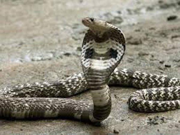 കൂടുതല്‍ മരണങ്ങള്‍