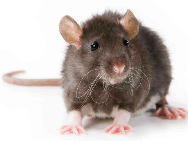 എലിപ്പനി പ്രതിരോധം ഊര്‍ജിതമാക്കണം