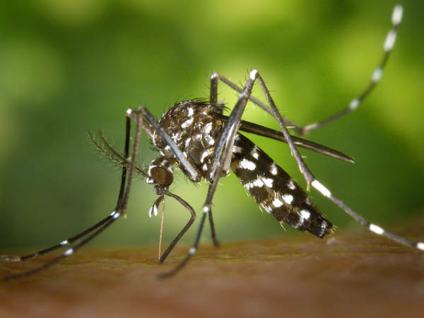 dengue-mosquito-1- dengue-mosquito-1-