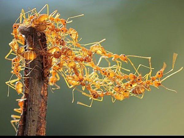  ഉറുമ്പുകൾ