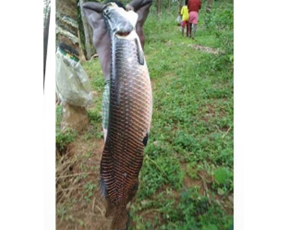 40 കിലോ അരാപൈമ