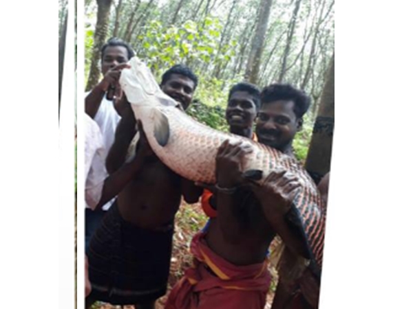 പത്തടി വരെ