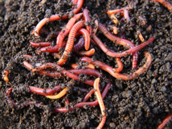 മണ്ണിരകളും ചത്തൊടുങ്ങുന്നു