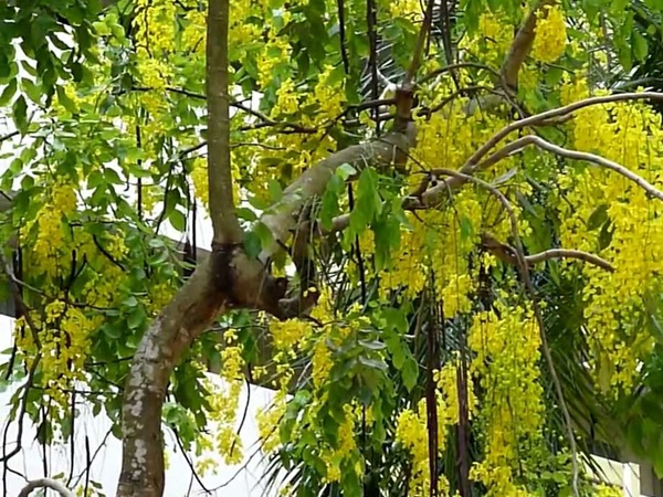 ചെറിയ ഇലകൾക്കു പോലും ശക്തി