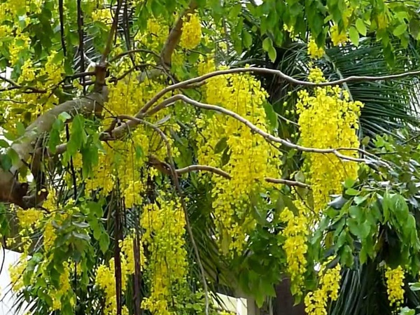 പൂക്കുന്നത്