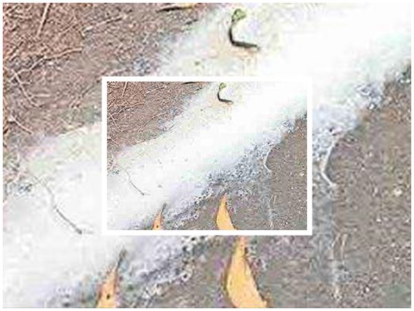 പാൽമഴയും