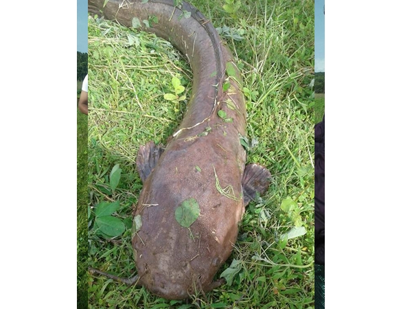 ഭീഷണിയായി മുതല മത്സ്യങ്ങള്‍