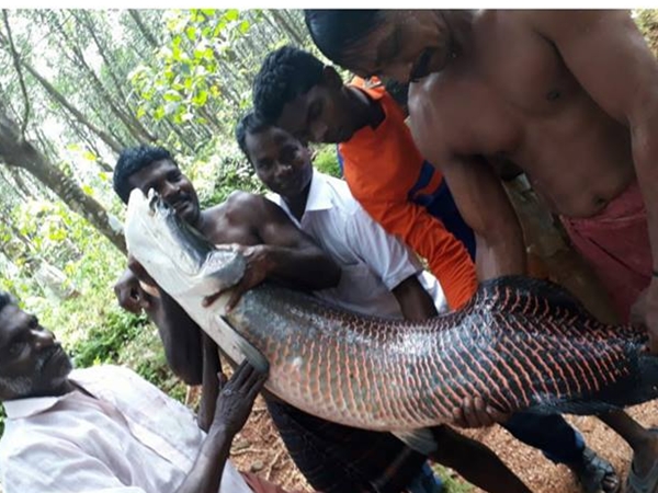 ഫാമുകളില്‍